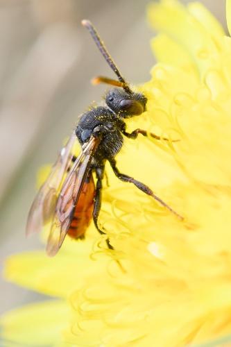 Nomada sp.